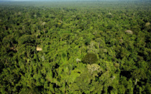 Brésil: 60 millions d'hectares de forêts tropicales préservés