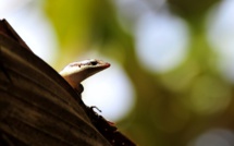 Trois rares espèces de lézards d'une île australienne ont disparu à l'état sauvage