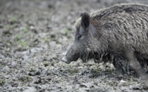 Panique dans un lycée japonais: des sangliers débarquent