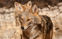 Le chacal doré, un nouveau prédateur en France ?