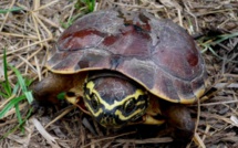 Crocodile lézard et tortue mangeuse d'escargot, nouvelles espèces en Asie