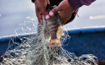 Les amours d'un poisson cassent les oreilles de ses voisins