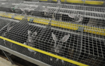 Fourrure: L214 dénonce les conditions d'élevage de lapins