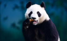 Chine: le caca du panda recyclé en mouchoirs