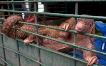 Indonésie: des milliers de pangolins décimés chaque année par le trafic