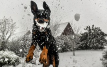 Noël, période à risque pour les chiens, empoisonnés par le chocolat