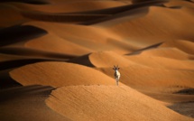 En quête de touristes, Oman ouvre au public une réserve d'oryx