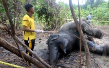 Indonésie: une éléphante qui attendait un petit meurt empoisonnée
