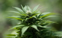 En Israël, un business en herbe: le cannabis en ligne