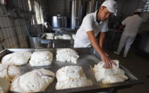 Bufflonne de Campanie ou vache des Pouilles: guerre des mozzarella en Italie