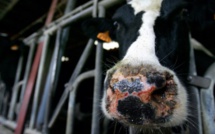 Fin de l'obligation de vacciner contre la fièvre catarrhale ovine