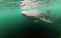Nager avec d'énormes requins-baleines au nord-ouest du Mexique