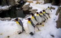 Avec le froid extrême au Canada, les manchots au chaud