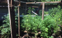 599 plants de Pakalolo saisis à Tiarei 