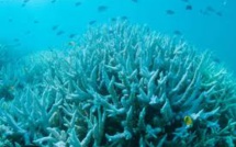 La fréquence du blanchissement des récifs coralliens s'accélère