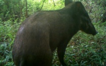 "Le cochon le plus laid au monde" aperçu en Indonésie