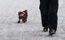 Emprunter un toutou pour combler un manque affectif, une solution aussi contre l'abandon