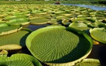 Paraguay: les touristes se pressent pour admirer des nénuphars géants