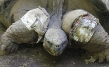 Te ara tau, la tortue mâle du jardin botanique est morte