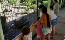 Tortue du jardin botanique : une sécurité renforcée pour protéger Te ara u'i