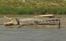 En Indonésie, un crocodile avec un pneu autour du cou risque d'étouffer