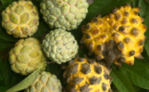 Carnet de voyage - Annonacées : des fruits gourmands dans votre jardin