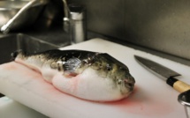 Japon: alerte au fugu, poisson potentiellement mortel