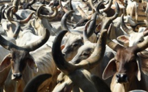 "Thérapie de la vache" dans des pénitenciers indiens