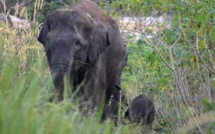 Naissance d'un éléphanteau de Sumatra dans une forêt protégée d'Indonésie