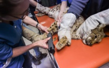 Sur les routes du Jura, "Attention lynx !"