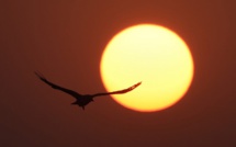 Climat: agir sur les rayons du soleil, une menace pour la vie sauvage