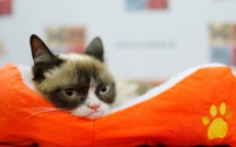 Jackpot pour le Chat Grincheux qui gagne 710.000 dollars au tribunal