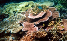 La santé des récifs coralliens menacée par les déchets plastiques