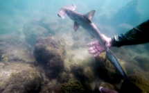 Aux Galapagos, une pouponnière secrète de requins marteaux