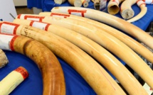 Hong Kong interdit les ventes d'ivoire lors d'un vote historique