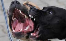 Pitbull, Rottweiler... Molosses à vendre sur le web
