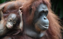 Indonésie: deux hommes arrêtés pour avoir décapité un orang-outan