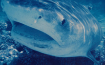 Carnet de voyage - Hawaii : le massacre des requins continue !