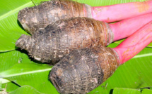 Taro, l’ancienne nourriture de base polynésienne