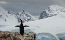 Entre banquise et manchots, l'Institut polaire recrute