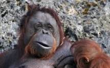Indonésie: un orang-outan retrouvé mort criblé de balles