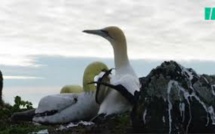 Décès en Nouvelle-Zélande de Nigel, "l'oiseau le plus seul du monde"