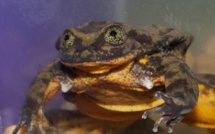 Romeo, dernière grenouille de son espèce, cherche sa Juliette