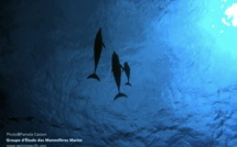 Aux frontières du sauvage, un documentaire sur les dauphins de Rangiroa 