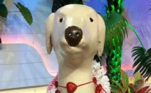 2018 sera placé sous le signe du chien de terre