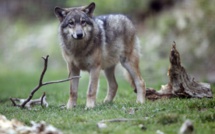 Le nouveau plan loup s'attire des critiques des pro et anti-loups