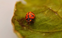 Le retour des coccinelles dans nos jardins