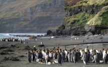 Climat: pour les manchots royaux, l'exil incertain ou la mort