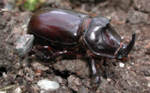 Le rhinocéros du cocotier : ennemi numéro 1