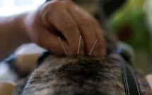 Les médecines douces arrivent dans les fermes